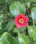 vignette Camellia japonica