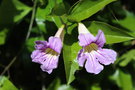vignette Clytostoma callistegioides / Bignoniaceae / Argentine, sud Brsil