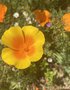 vignette Eschscholzia californica - Pavot de Californie