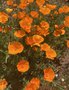 vignette Eschscholzia californica - Pavot de Californie