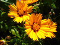 vignette Coreopsis