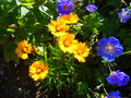 vignette Coreopsis