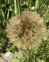 vignette Tragopogon porrifolius - Salsifis cultiv