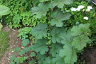 vignette Rubus setchuenensis