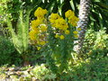 vignette Calceolaria rugosa, mo jardin