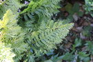 vignette Polypodium cambricum cv.