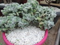 vignette Echeveria pulvinata 'Frosty f cristata '