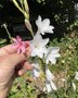 vignette Watsonia rose et Watsonia borbonica subsp. ardernei - Watsonia blanc