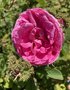 vignette Rosa x centifolia 'Cristata' = 'Chapeau de Napolon'