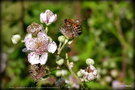 vignette Abeille ,  butinant les fleurs de ronce commune (Rubus fruticosus