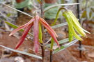 vignette Dendrobium verruciferum