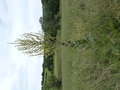 vignette Verbascum pulverulentum/Molne floconneuse