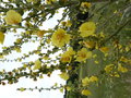 vignette Verbascum pulverulentum/Molne floconneuse
