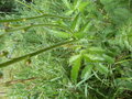 vignette Agrimonia eupatoria (feuilles)
