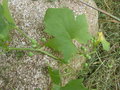 vignette Bryonia cretica ssp. dioica