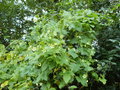 vignette Bryonia cretica ssp. dioica