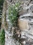 vignette Jardin Extraordinaire de Brest 2020 - 06 - Buddleja davidii Test vinaigre blanc pour radiction dans vieux mur