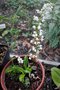 vignette Pteridophyllum racemosum