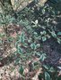 vignette Betula nigra 'Shiloh Splash'