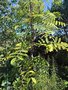 vignette Sorbus aucuparia Rosina Aurea