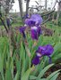 vignette Iris biliottii (= I. germanica var. biliottii)