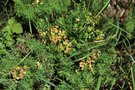 vignette Euphorbia cyparissias