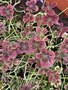 vignette Trifolium repens 'Clover Chocolate' - Trfle