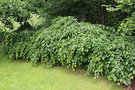 vignette Carpinus betulus 'Pendula'