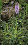 vignette Dactylorhiza maculata