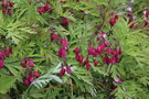 vignette Dicentra