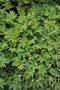 vignette Filipendula ulmaria 'Variegata'