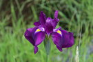 vignette Iris cv.