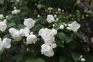 vignette Philadelphus 'Virginal'