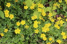 vignette Ranunculus sp.