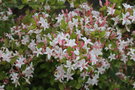 vignette Rhododendron sp.
