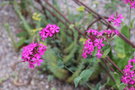 vignette Silene armeria