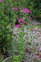 vignette Silene armeria