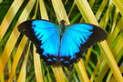 vignette Papillon (Papilio montrouzieri)