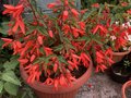 vignette Begonia boliviensis cv