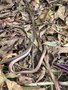 vignette Anguis fragilis - Orvet, serpent de verre