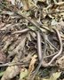 vignette Anguis fragilis - Orvet, serpent de verre