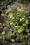 vignette Anemone trullifolia var. linearis