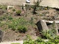 vignette Jardin Extraordinaire de Brest 2020 - 07- - Butiagrus nabonnandii (hybride entre Butia capitata x Syagrus romanzofiana)