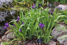 vignette Iris aphylla