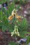 vignette Lathyrus ochraceus ssp. occidentalis