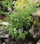 vignette Persicaria alpina = Polygonum alpinum