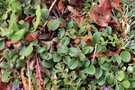 vignette Salix reticulata