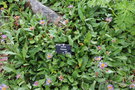vignette Symphyotrichum foliaceus = Aster foliaceus
