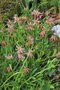 vignette Trifolium alpinum