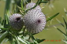 vignette Circium eriophorum